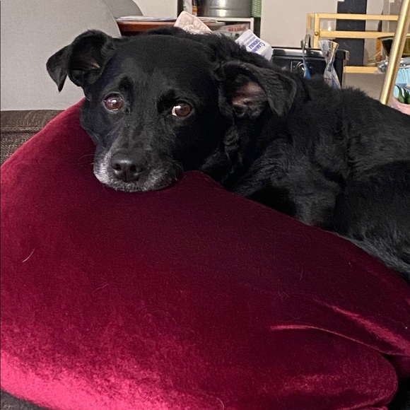 Meet your Posher, Maizy+Riley - Picture 11 of 12